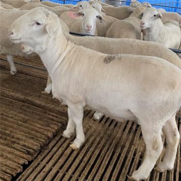 供应澳洲白羊种公羊品种繁殖率高出肉率高