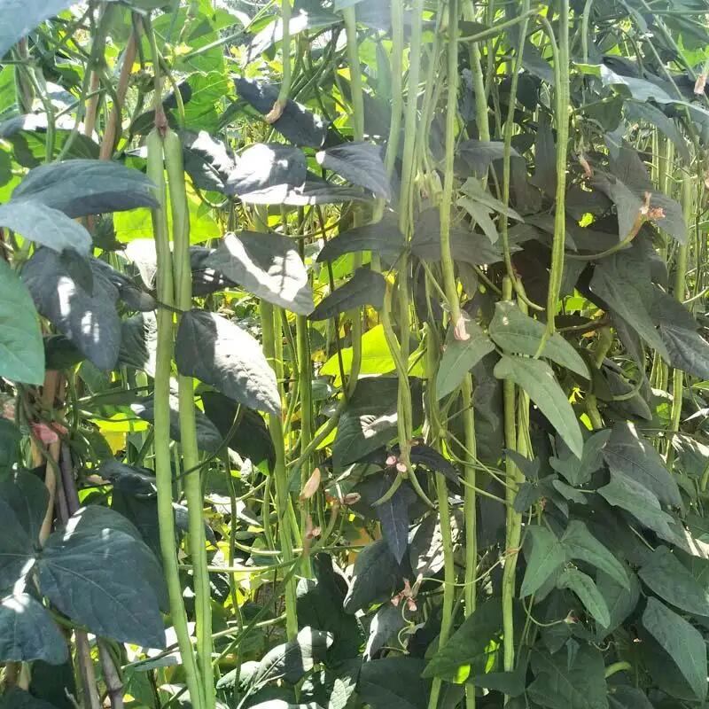 翠绿色长条豇豆菜种子蔬菜基地绿长条豆角种子种植技术